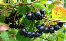 10.000 seeds Aronia melanocarpa, black chokeberry
