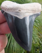 SUPERIOR Blue colored Bone Valley Megalodon Shark Tooth.Miocene