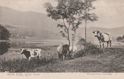Postcard Cow - 1905 - Cattle Sfudym Rydal Water - Publisher: Walmslay Bros. Ambleside