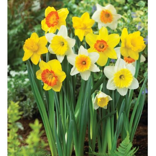 8 PRECHILLED Naturalizing Mix Daffodil Bulbs - Spring Blooms Now!
