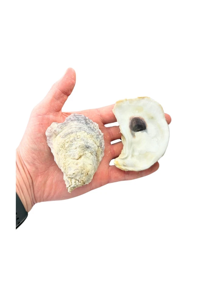 35PCS Oyster Shells 2.5"-4" Natural from USA for Crafts, Vase Fillers, Decor etc - Image 4 of 4