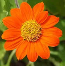 MEXICAN SUNFLOWER SEEDS 50+ Tithonia ANNUAL ORANGE flower GARDEN Free Shipping