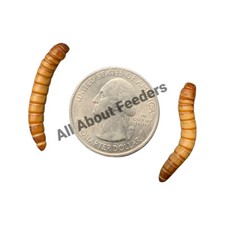 Giant Mealworms