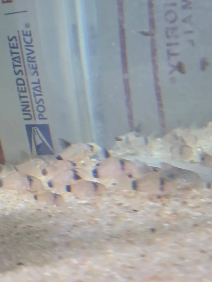 Grupo Panda Corys Envío Gratis 2 Días Foto 3 de 4