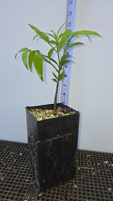 #ad Asian Bayberry Tree Unusual Conifer Nageia nagi. $20.00