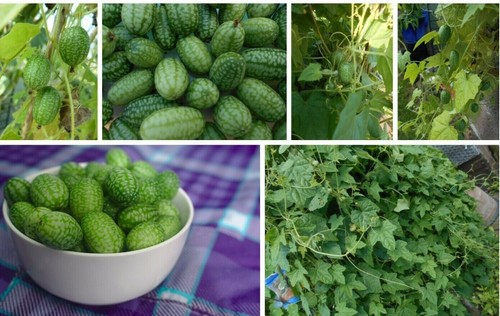 Mexikanische Minigurke Melone Kletterpflanze Balkon Kübelnaschen im