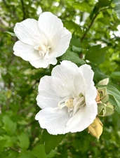 White Chiffon Rose Of Sharon, Hibiscus Syriacus - 20 seeds 2025 - USA
