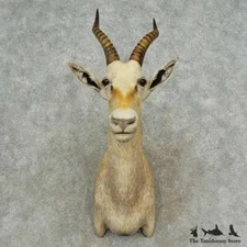 #16717 EL | White Blesbok Taxidermy Shoulder Mount For Sale