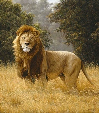 "Simba" Simon Combes Fine Art Anniversary Edition Canvas - African Lion