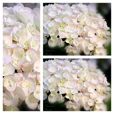 Hortensie Endless Summer The Bride-R- weiß ~im großen Topf~ das Original~ es wir