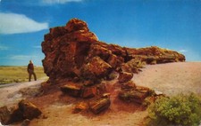 Famous Old Faithful Log at Petrified Forest near Holbrook, AZ vintage