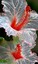 ereisinger