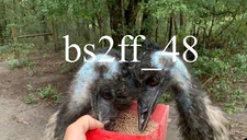 Laying Now Emu Hatching Egg Standard Only Please Read Description!!!!!