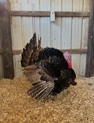 6 Eastern Wild Turkey Hatching Eggs 