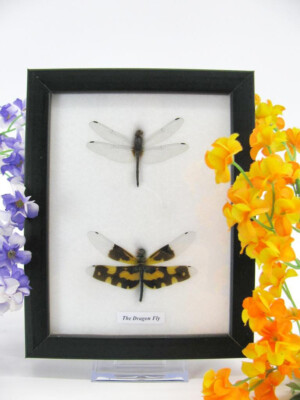 2 Real Beautiful Exotic Taxidermic Dragonflies in a Display Case - Mural 09