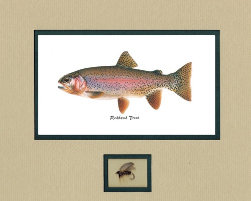California Trout prints by Joseph Tomelleri matted with fly - Picture 6 of 18