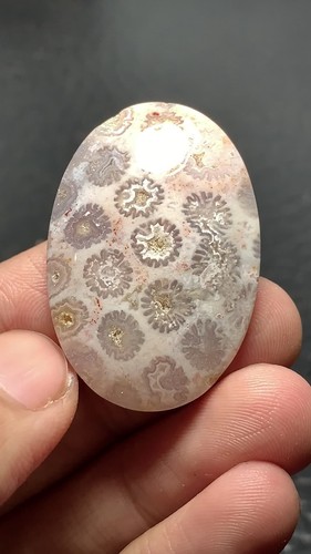 Natural Coral Fossil Cabochon 35x19x7.5mm High Quality 48 ct - Video 1 of 1
