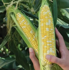 1000 Peaches and Cream Sweet Corn Seeds - Organic - Hybrid - Non Gmo -- FRESH