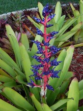 Aechmea BLUE TANGO Bromeliad one tropical plant BIG 