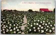 Vintage Egyptian Cotton Field Postcard Southern California Van Ornum 1910s
