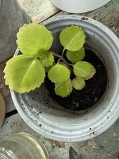 Small Swedish Ivy Potted Plant Houseplant Evergreen, Any Room, Includes Bathroom