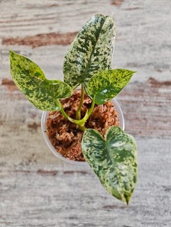 Philodendron Ilsemanii Variegata