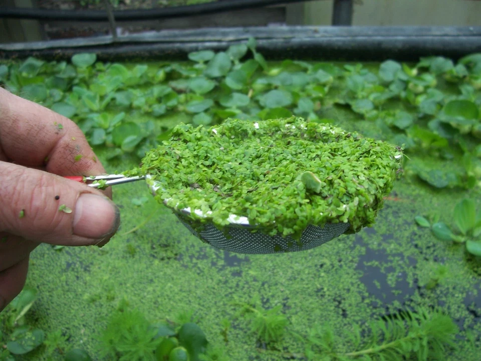 1 杯鸭子,鱼 KOI 食物,池塘植物水花园生物过滤器,100% 有机 — 第 2/4 张图片