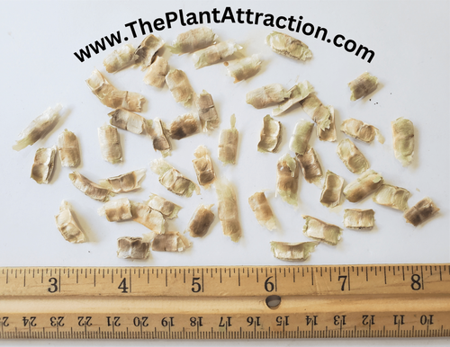 Markhamia Lutea 20 Seeds, Nile Tulip Trumpet or Siala Shrub or Small Tree - Picture 6 of 6