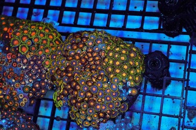 Multi-Zoanthid Rock Colony WYSIWYG - SAQ Coral Farm