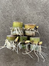 5pcs Rooted Sugarcane Cutting Sweet Juicy Tropical Plant Ready To Plant