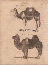 1787 ENCYCLOPAEDIA BRITANNICA PRINT ENGRAVING-CAMELUS-AFRICAN & BACTRIAN CAMEL