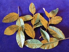 Vintage Millinery Leaf Collection Green Tropical 6 1/2" Leaves Japan H3154