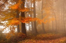 FLEECE Wallpaper-FOREST-(6878ah)-Landscape Nature Trees Plant Meadow XXL Wall Art