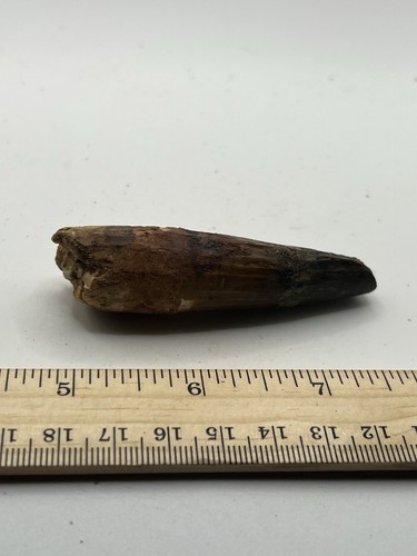 Spinosaurus 3" ZAHN Zähne Dinosaurier Fossil vor T Rex Kreidezeit CS 379 - Bild 1 von 4