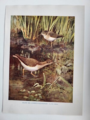 Old Vintage Colour Print British Bird Common Sandpipers