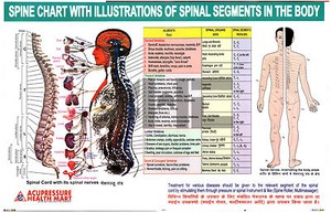 Sujok Therapy Chart