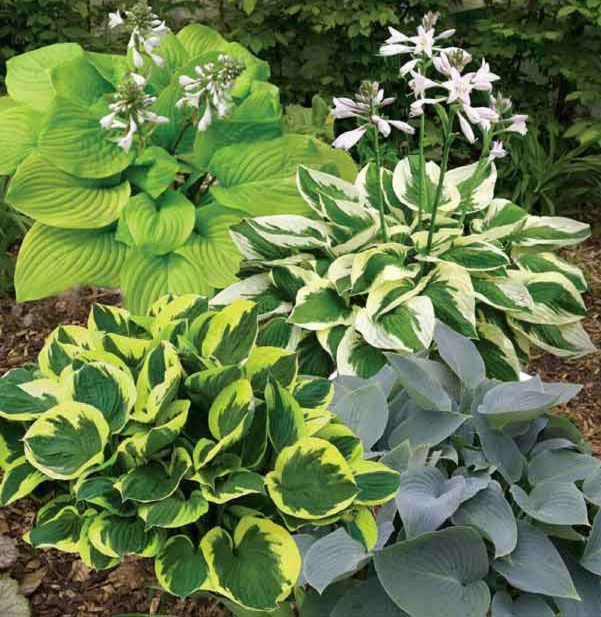 Wide Fit Hosta Boots Wallis Hosta Seed 100 Hosta Plant Seeds Hosta