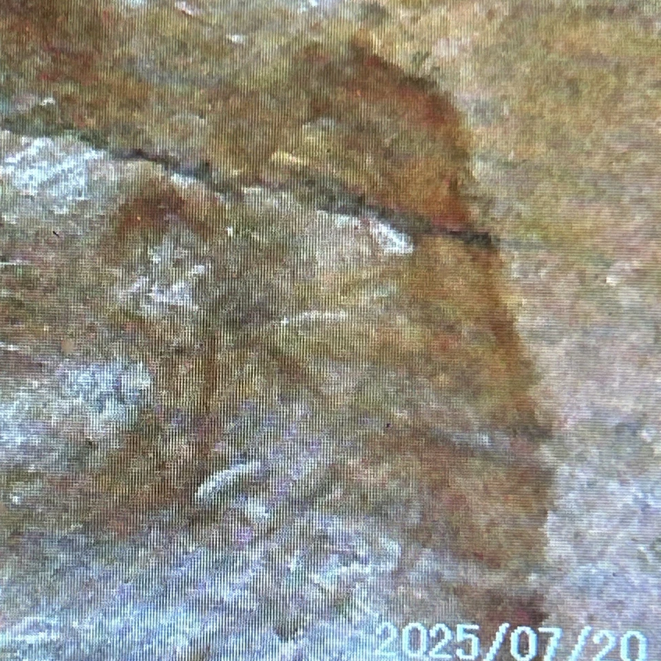 1957D Lincoln Penny Clad Cracking Across Entire Penny From 3:30 -9:30 prominent - Image 3 of 4