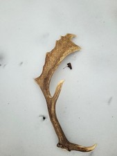 Abwurfstange / Kauknochen Damhirsch .Freilandfund