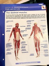 Essential Anatomy Flashcards by Princeton Review Staff (2012, Cards,Flash Cards)