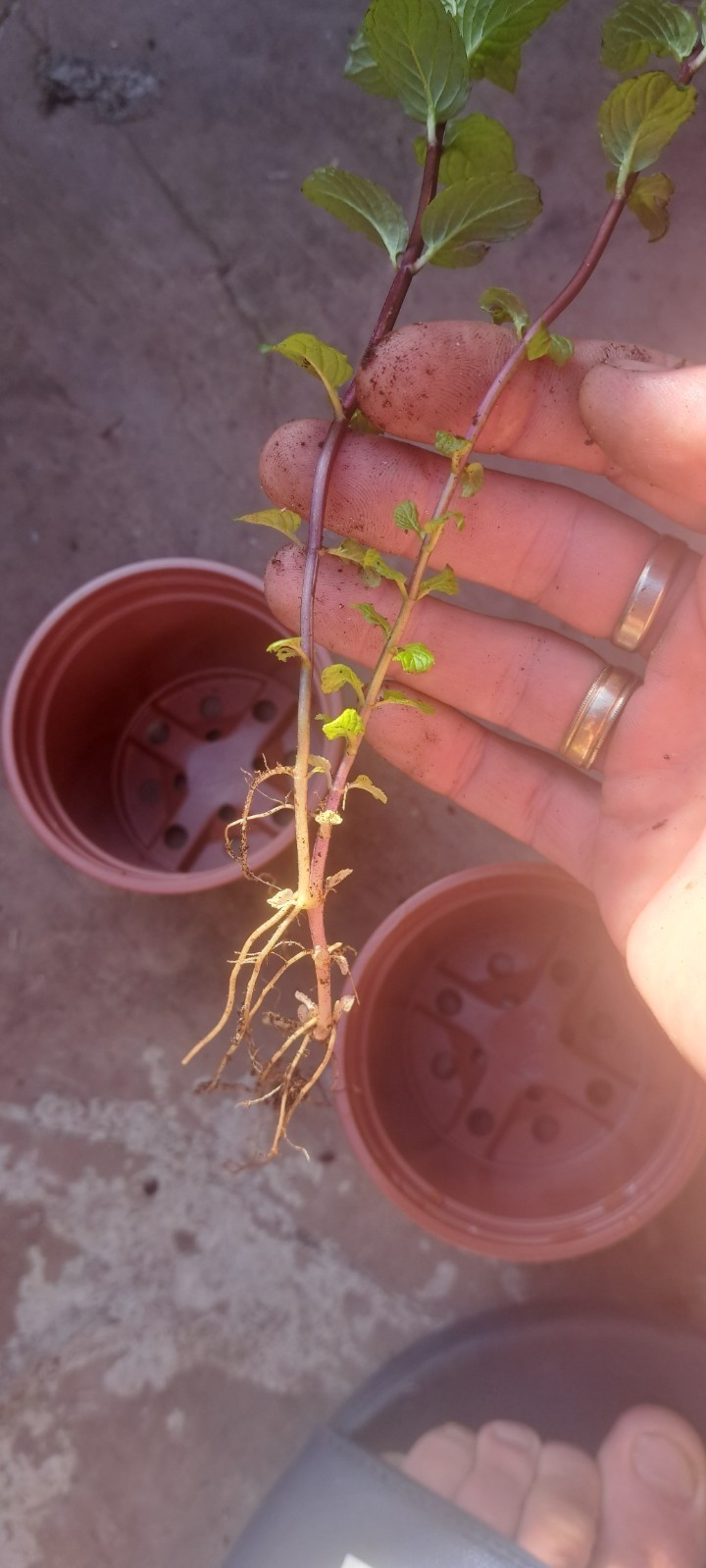 3 x English Garden Mint Herb plant 9cm Pots ORGANIC WELL ROOTED image 3