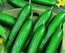 Cucumber Seeds - Beit Alpha F1 Hybrid CMR/MMR _ 2.grams