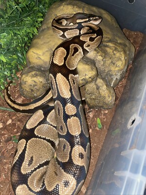 authentic Snake Skin Shed ( Python Shed ) Multiple Snakes So Different Patterns