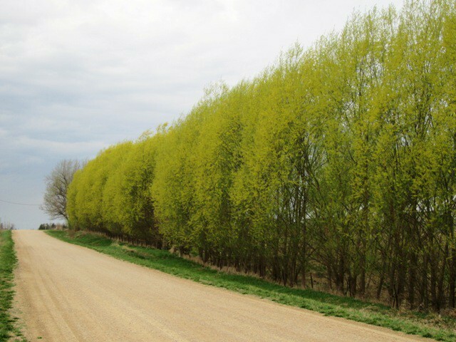 Established Austree Hybrid Willow Tree 4-5' Potted Fast Established Austree Hybrid Willow Tree 4-5' Potted Fast