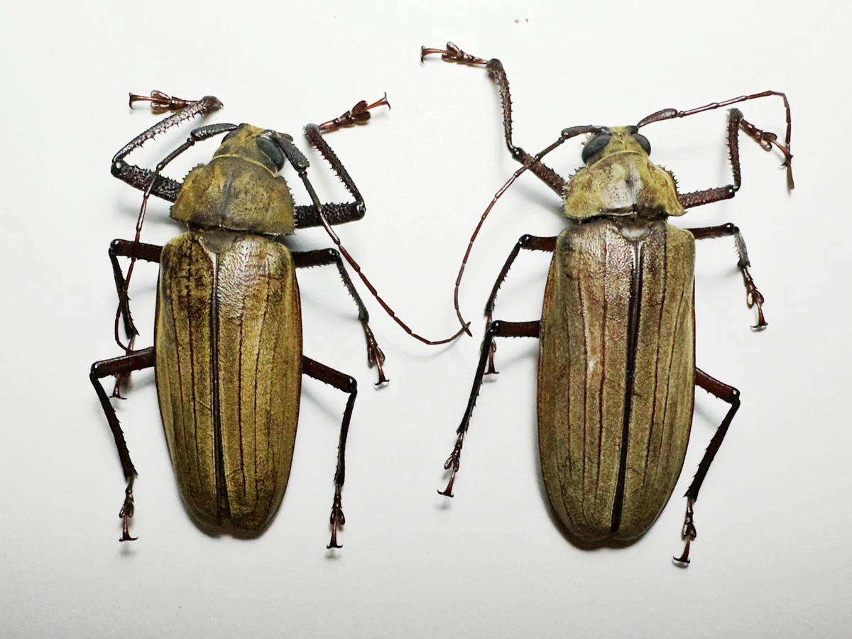 Cerambycidae Beetle for sale | eBay