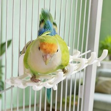 Parrot Perch Grid Design Bird Perch Platform for Lovebird Parakeet Cockatiel