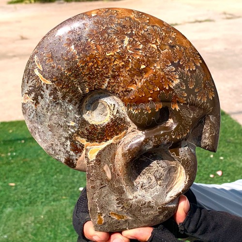2.25LB Rare! Natural Tentacle Ammonite FossilSpecimen Shell Healing Madagascar - Picture 8 of 9