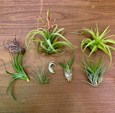 B Quality Air Plant Clearance Mix (Minor Aesthetic Issues) 10 + Plant Pack