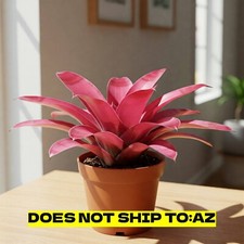 Bromeliad Neoregelia Pink Magic Live Potted Plant Exotic 6-17" Spread 6-8" Pot