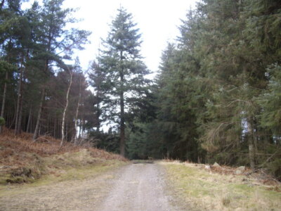 Photo 6x4 Track to Craiglash Bridge of Canny From col over Hill of Sluie. c2009